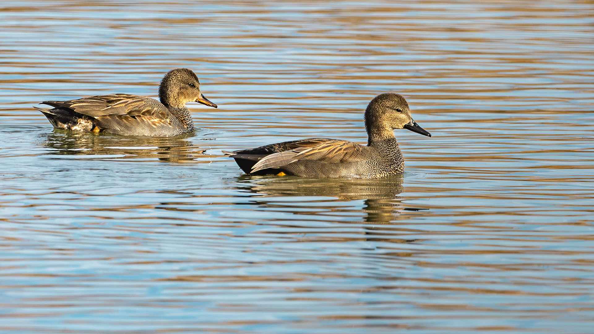 Gadwall